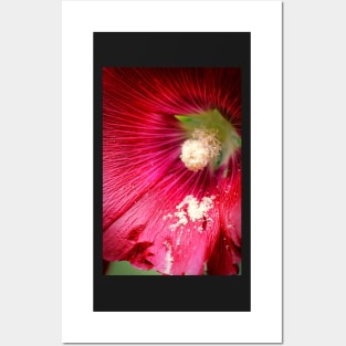 Crimson Hollyhock Posters and Art